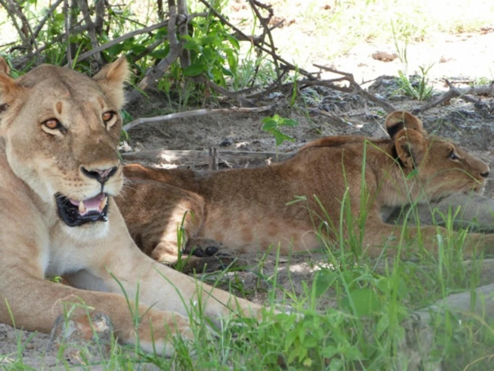 Chobe River Cottages, Lion, Mammal, Animal, Big Cat, Predator