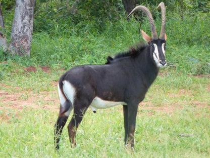 Chobe River Cottages, Gnu, Mammal, Animal, Herbivore