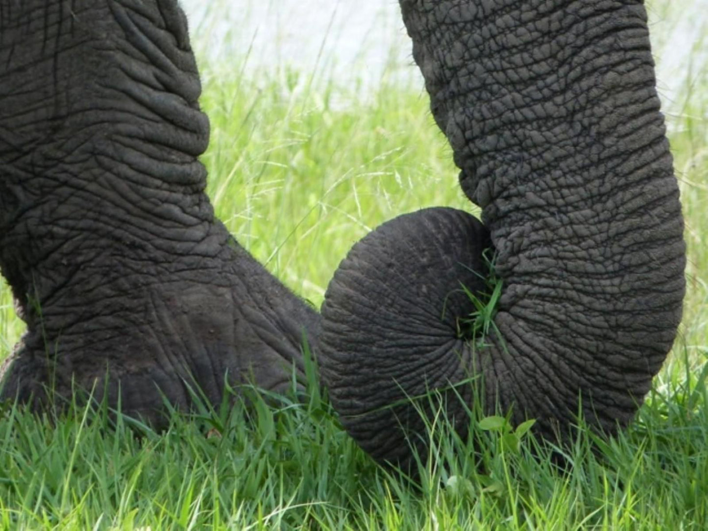 Chobe River Cottages, Elephant, Mammal, Animal, Herbivore