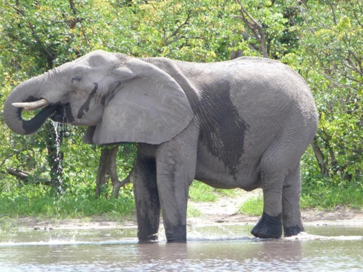 Chobe River Cottages, Elephant, Mammal, Animal, Herbivore