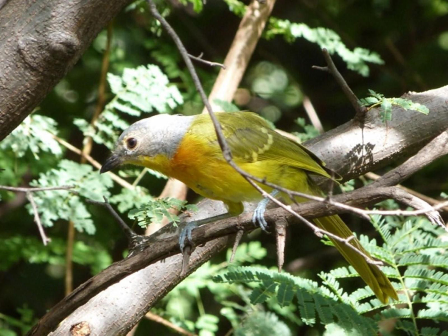 Chobe River Cottages, Tit, Bird, Animal, Tree, Plant, Nature, Wood