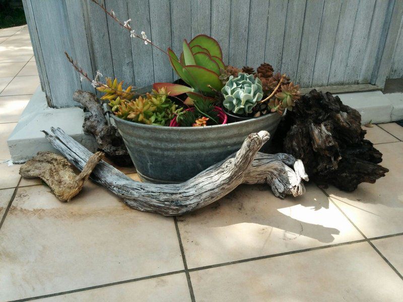 Church Road Self Catering Walmer Port Elizabeth Eastern Cape South Africa Plant, Nature, Garden