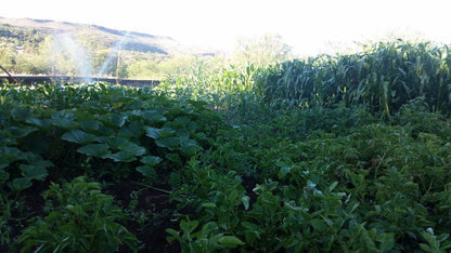 Cielo Guest Farm Swartruggens North West Province South Africa Field, Nature, Agriculture, Garden, Plant, Vegetable, Food