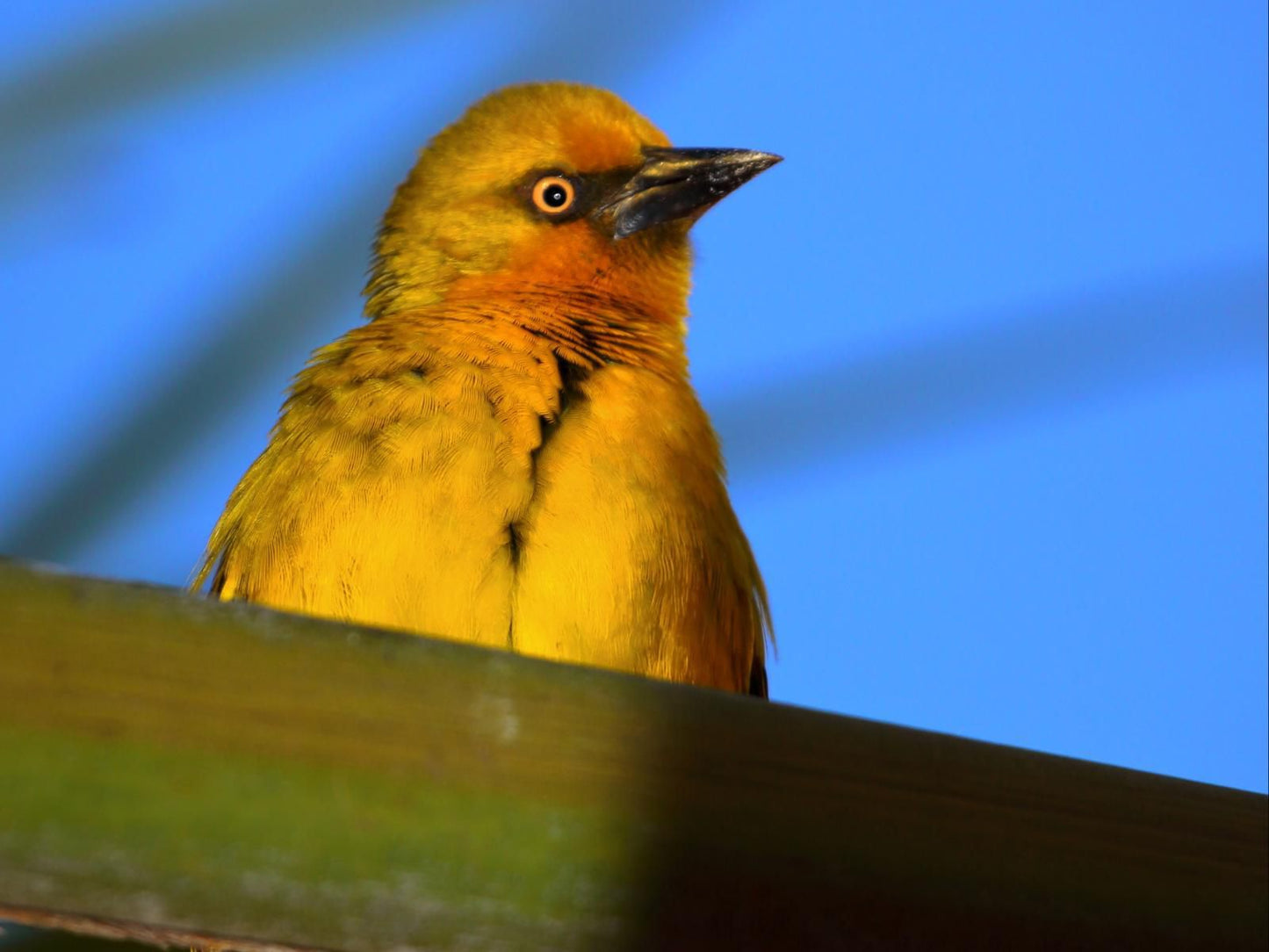 Cinnamon Guesthouse Sunset Beach Cape Town Western Cape South Africa Complementary Colors, Colorful, Bird, Animal