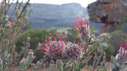 Clanmurray Clanwilliam Western Cape South Africa Cactus, Plant, Nature