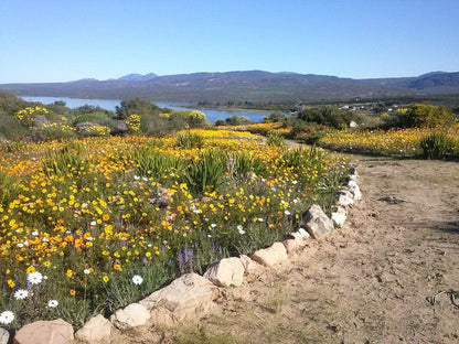 Clanmurray Clanwilliam Western Cape South Africa Complementary Colors, Meadow, Nature, Plant