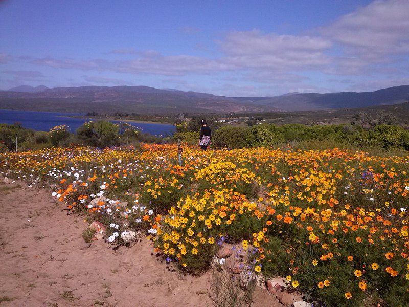 Clanmurray Clanwilliam Western Cape South Africa Complementary Colors, Cactus, Plant, Nature, Field, Agriculture, Flower