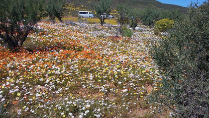 Clanmurray Clanwilliam Western Cape South Africa Plant, Nature