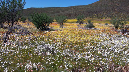 Clanmurray Clanwilliam Western Cape South Africa Cactus, Plant, Nature, Field, Agriculture, Meadow