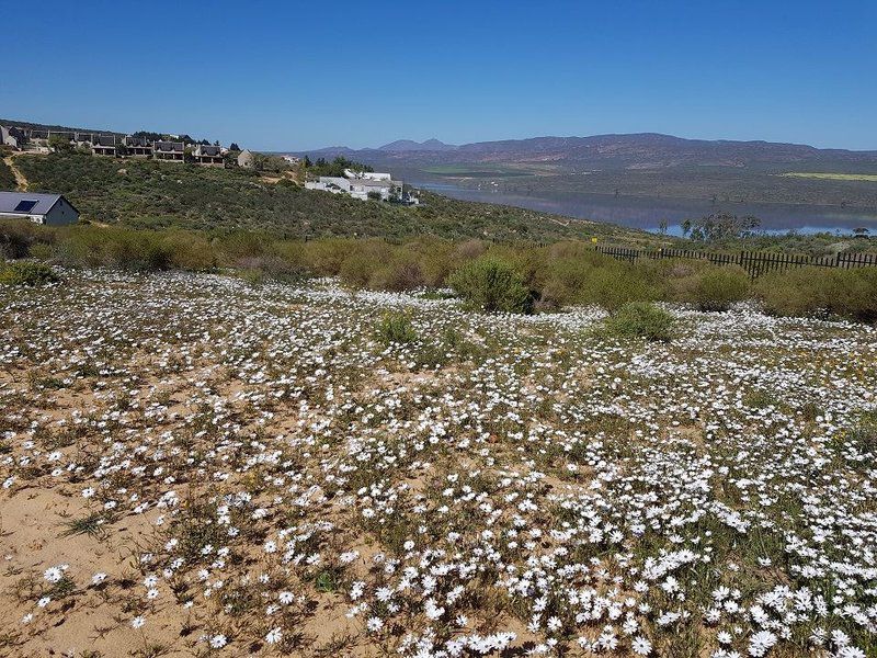 Clanwilliam Hills Flat Clanwilliam Western Cape South Africa Complementary Colors, Cactus, Plant, Nature