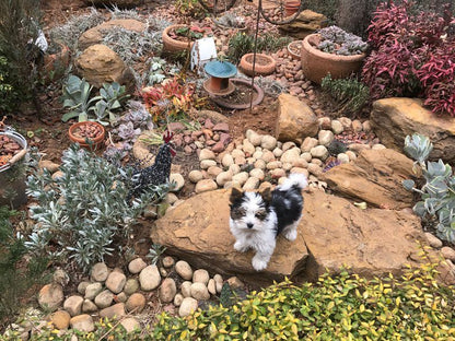 Clarens Butterfly Villa Clarens Free State South Africa Dog, Mammal, Animal, Pet, Plant, Nature, Garden