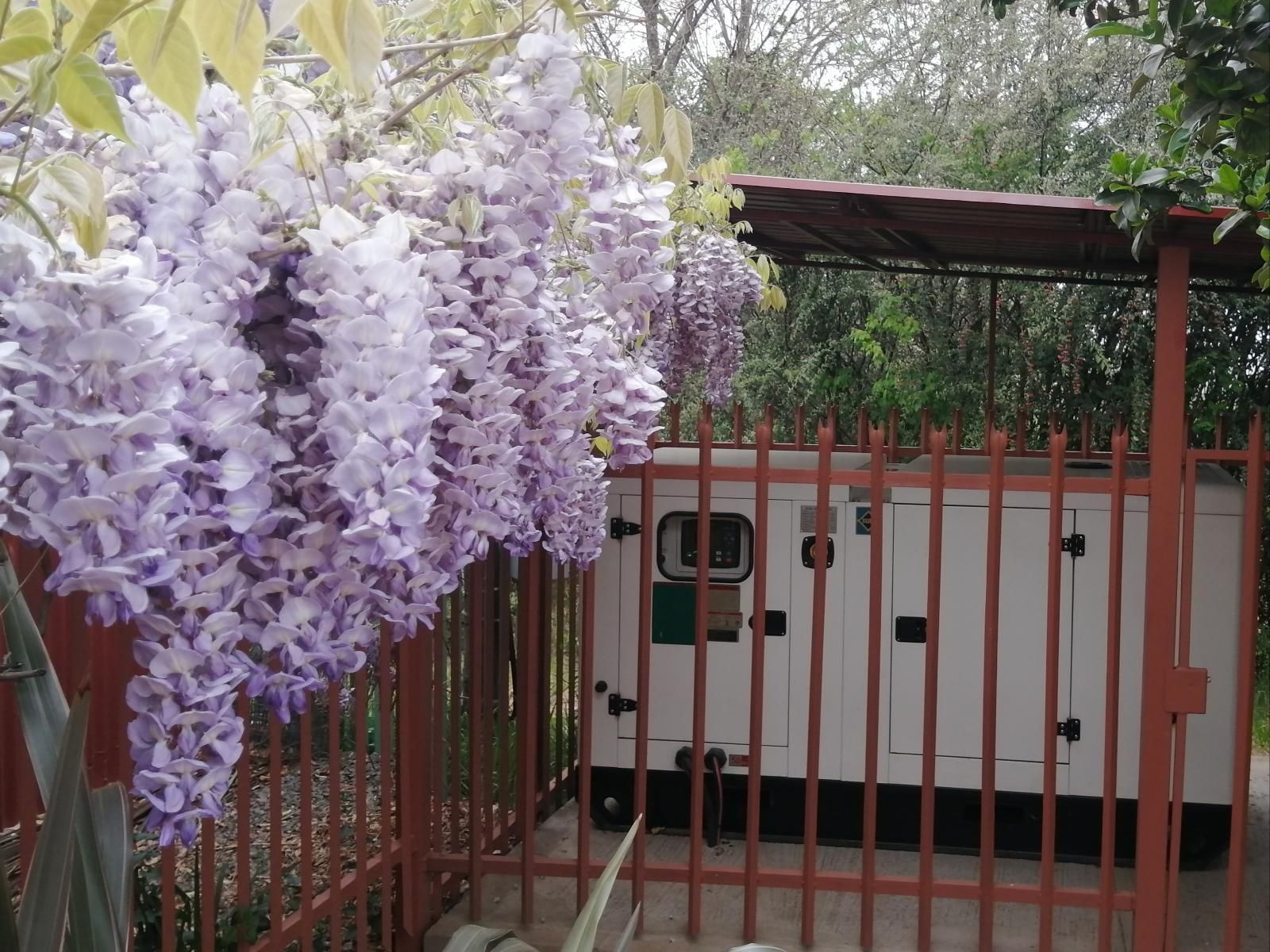 Clarens Eddies Guest House, Blossom, Plant, Nature, Flower