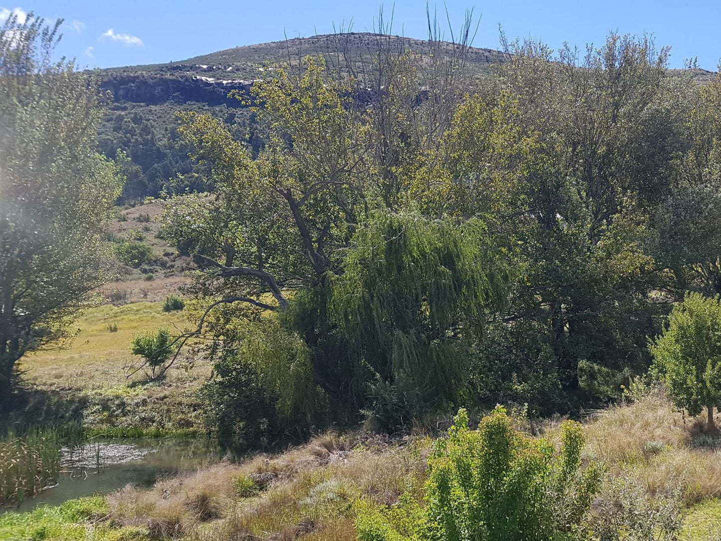 Clarens Golf Villas Clarens Free State South Africa Tree, Plant, Nature, Wood