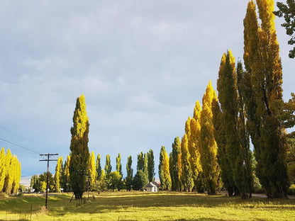 Clarens Golf Villas Clarens Free State South Africa Complementary Colors, Tree, Plant, Nature, Wood