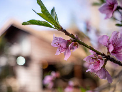 Clarens Log Cabin Clarens Free State South Africa Complementary Colors, Blossom, Plant, Nature, Bokeh