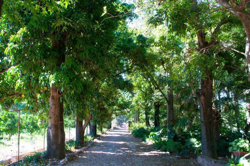 Cleveland Bandb Kirkwood Eastern Cape South Africa Forest, Nature, Plant, Tree, Wood