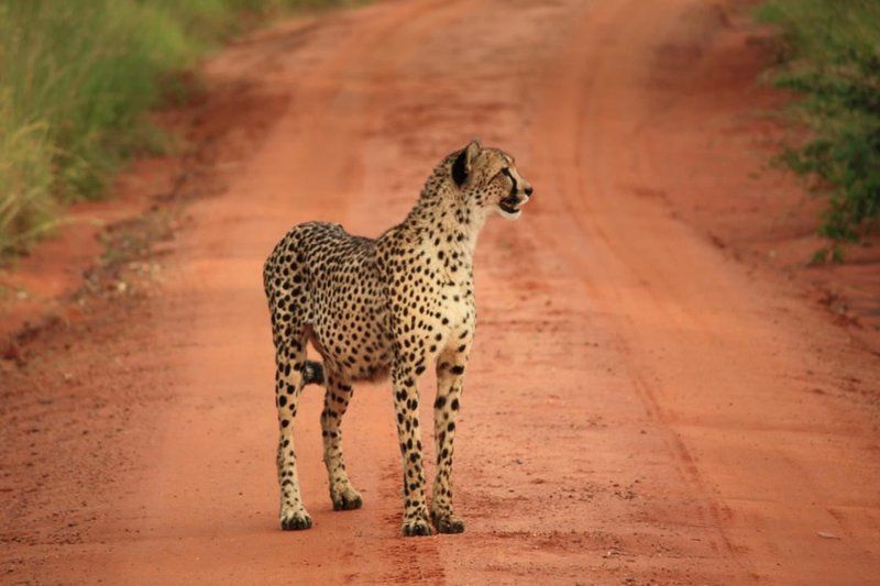 Clifftop Exclusive Safari Hideaway Vaalwater Limpopo Province South Africa Sepia Tones, Cheetah, Mammal, Animal, Big Cat, Predator
