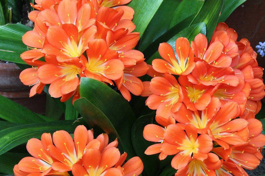 Clivia Hill Guest Cottage Central Drakensberg Kwazulu Natal South Africa Colorful, Flower, Plant, Nature