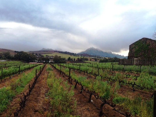 Clos Malverne Wine Estate Accommodation Devonvallei Stellenbosch Western Cape South Africa Complementary Colors, Field, Nature, Agriculture, Mountain, Highland