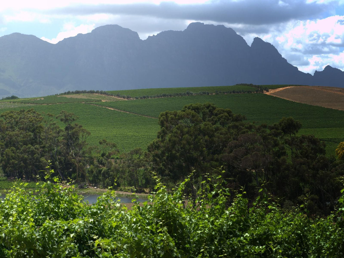 Clos Malverne Wine Estate Accommodation Devonvallei Stellenbosch Western Cape South Africa Nature