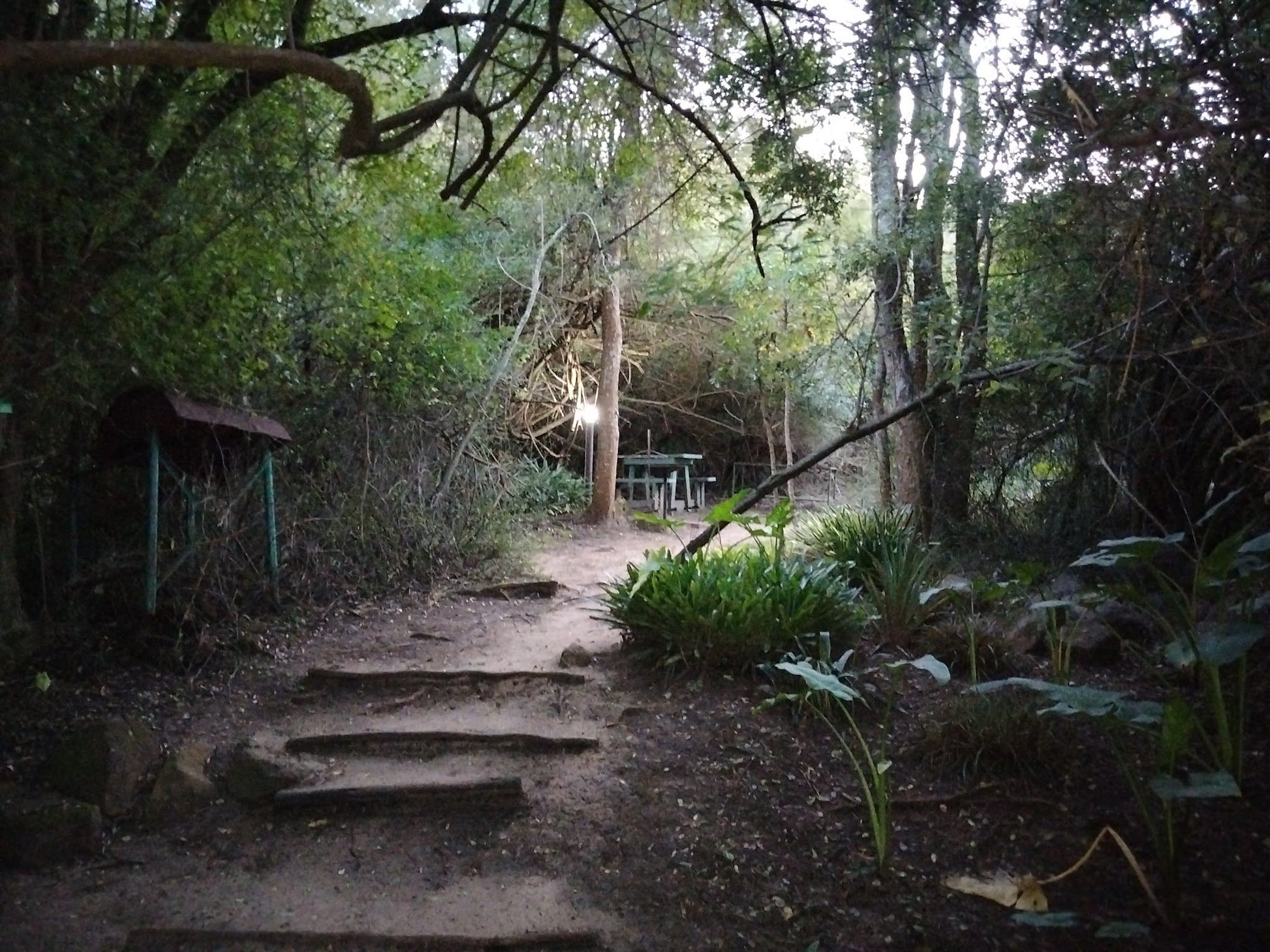 Clouds End Bush Lodge Vryheid Kwazulu Natal South Africa Forest, Nature, Plant, Tree, Wood, Garden