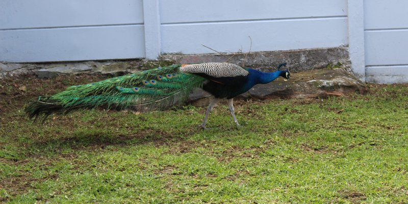 Clovelly Self Catering Guest House Clovelly Cape Town Western Cape South Africa Complementary Colors, Peafowl, Bird, Animal