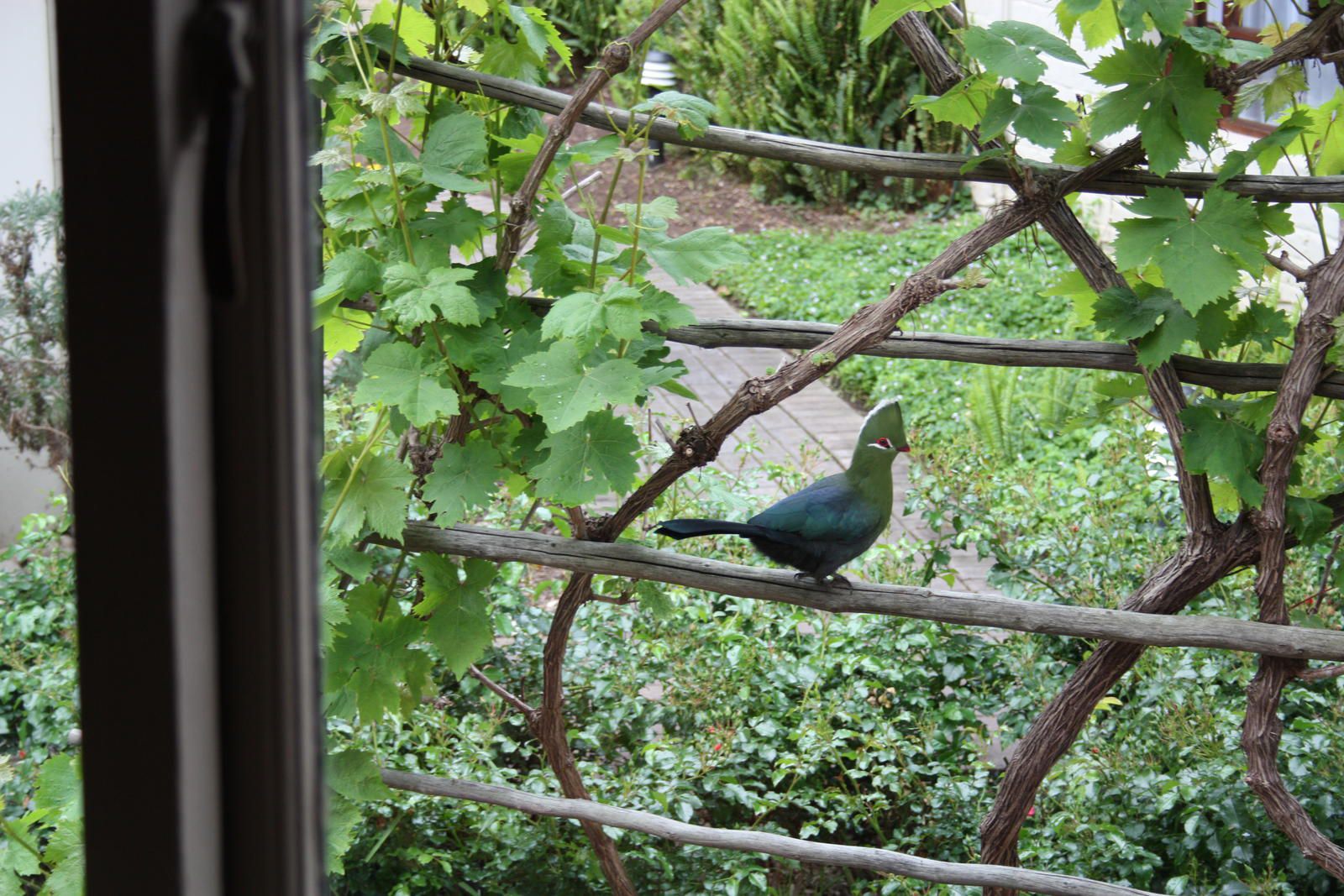 Cloverleigh Guest House Wilderness Western Cape South Africa Animal