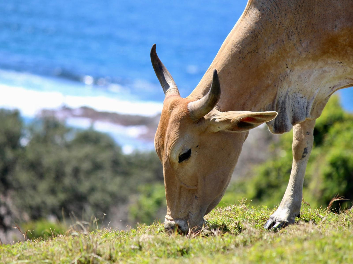 Coffee Bay Lodge Coffee Bay Eastern Cape South Africa Complementary Colors, Animal