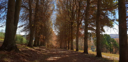 Coleford Lodge Underberg Underberg Kwazulu Natal South Africa Forest, Nature, Plant, Tree, Wood, Autumn