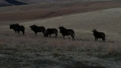 Coleford Lodge Underberg Underberg Kwazulu Natal South Africa Colorless, Animal