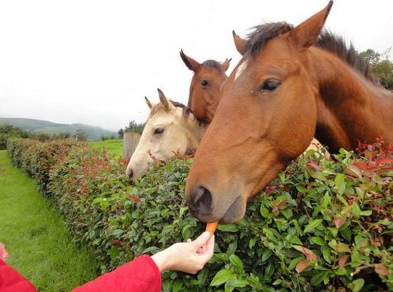 Coleford Lodge Underberg Underberg Kwazulu Natal South Africa Horse, Mammal, Animal, Herbivore