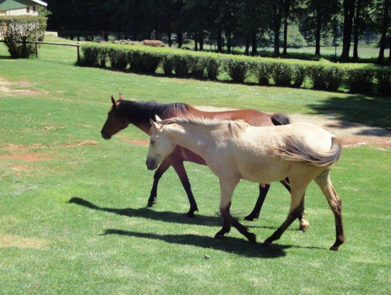 Coleford Lodge Underberg Underberg Kwazulu Natal South Africa Horse, Mammal, Animal, Herbivore