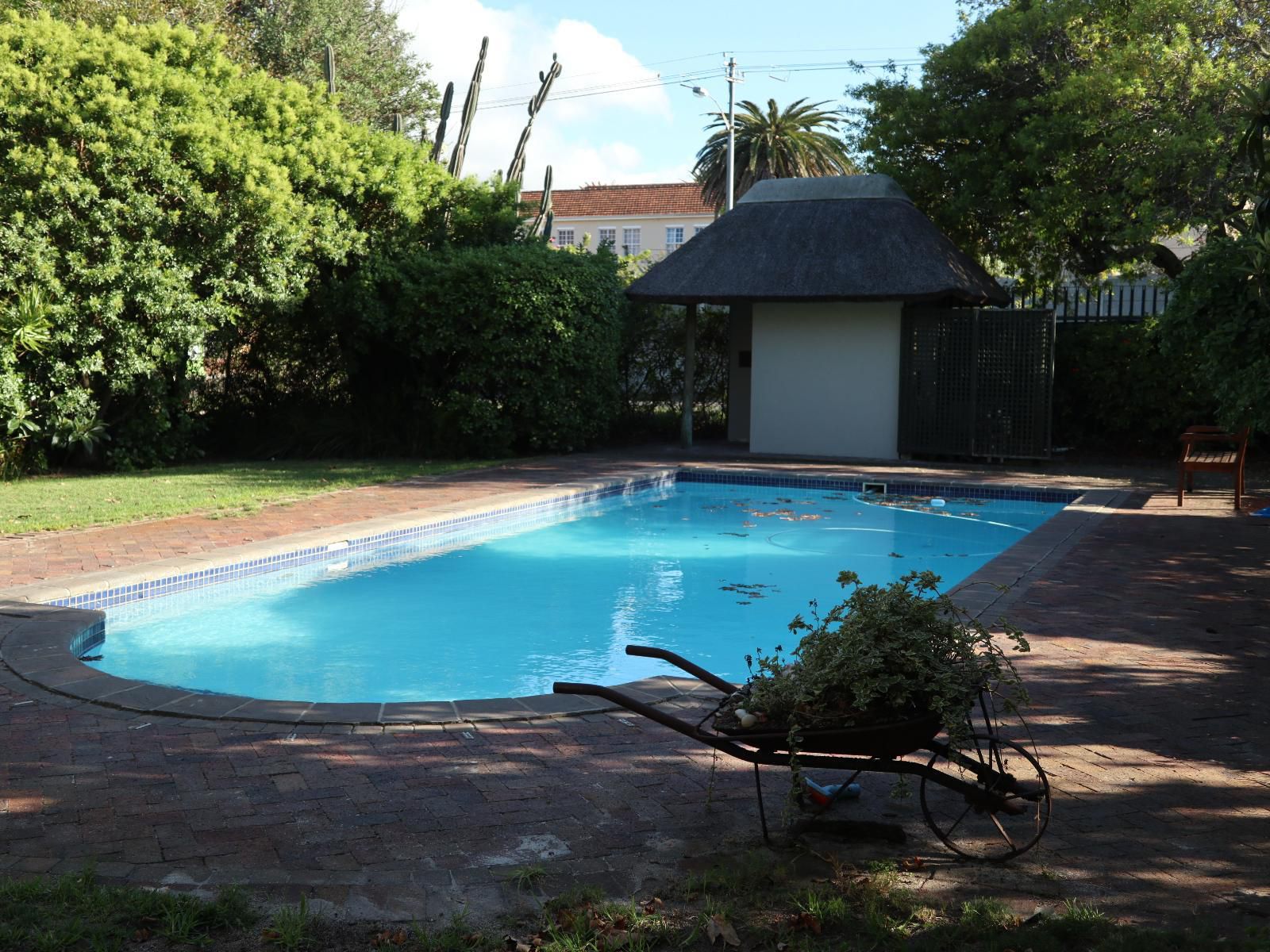 Constantia Cottage, Palm Tree, Plant, Nature, Wood, Swimming Pool