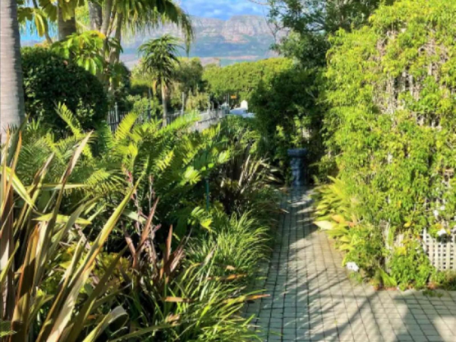 Constantiaberg Eco-Villa, Palm Tree, Plant, Nature, Wood, Garden