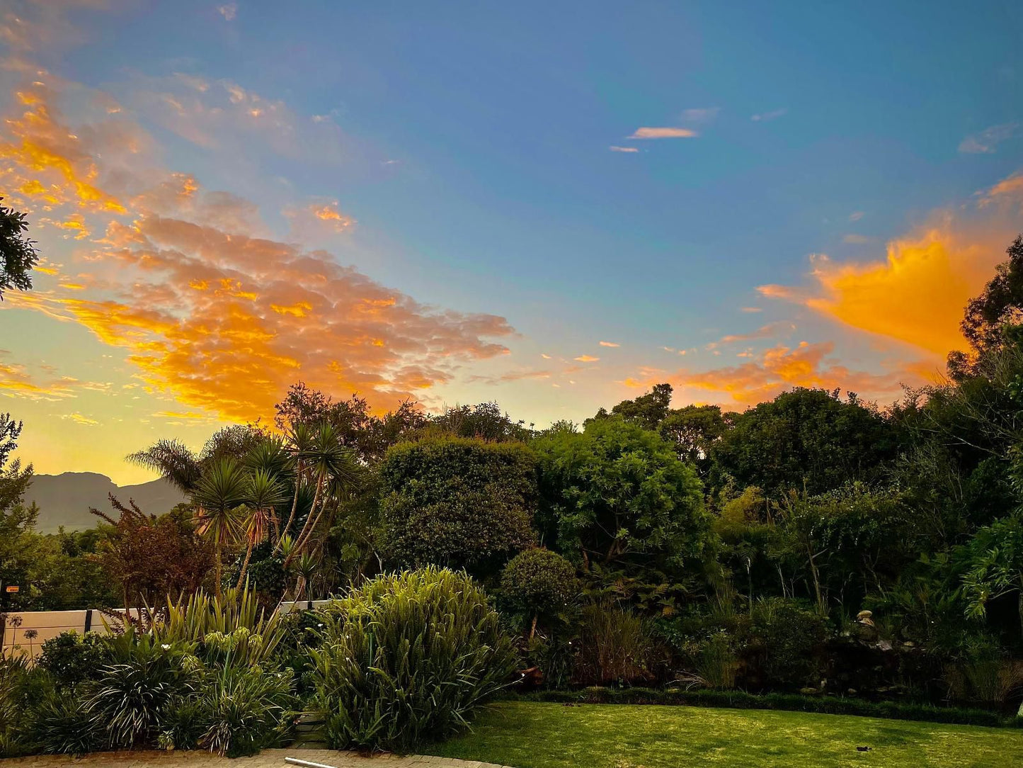 Constantiaberg Eco-Villa, Palm Tree, Plant, Nature, Wood, Garden, Sunset, Sky