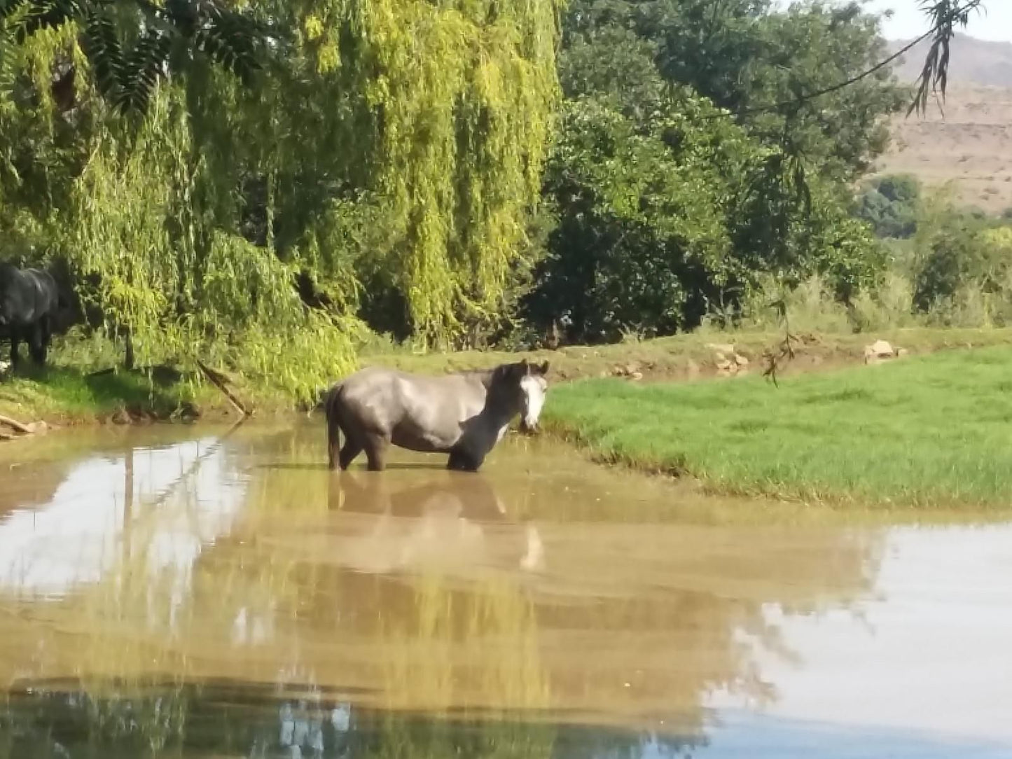 Conville Guest Farm Aliwal North Eastern Cape South Africa River, Nature, Waters, Water Buffalo, Mammal, Animal, Herbivore