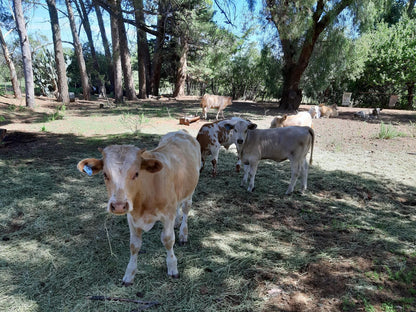 Conville Guest Farm Aliwal North Eastern Cape South Africa Cow, Mammal, Animal, Agriculture, Farm Animal, Herbivore, Goat