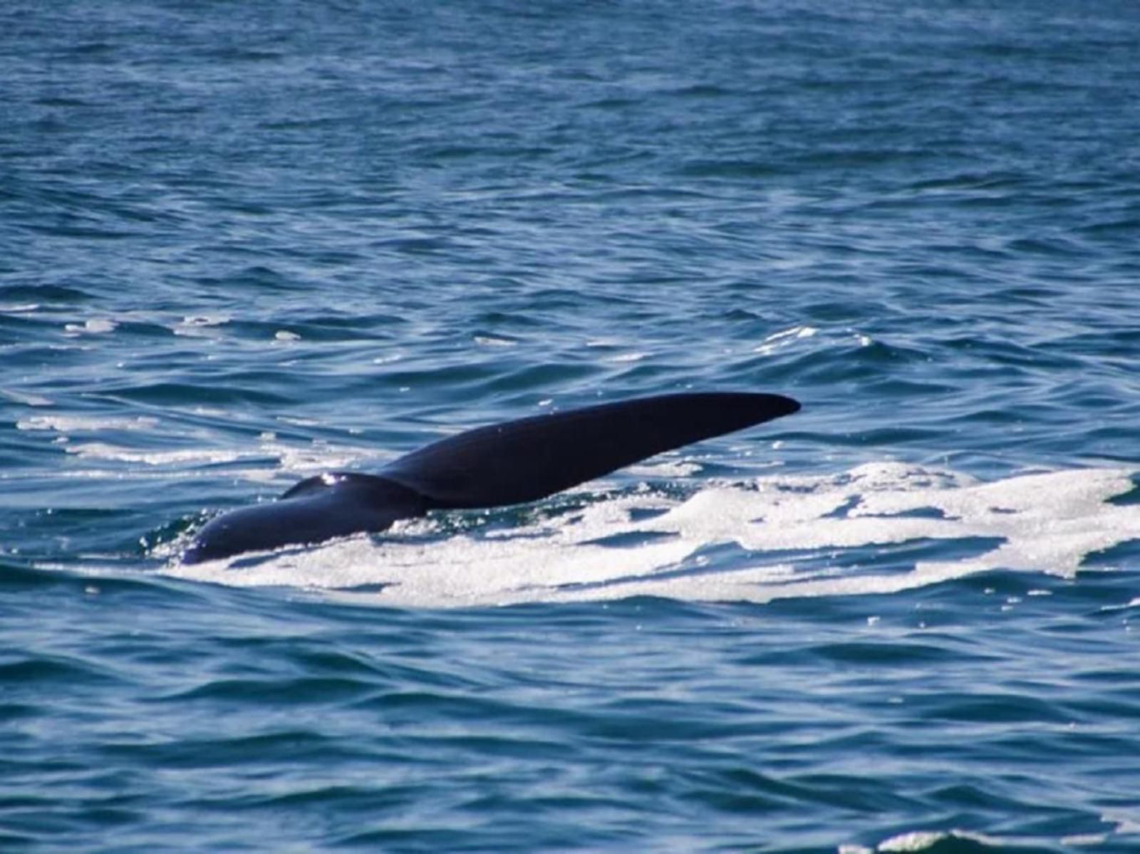 Coogee Bay Apartments Gonubie East London Eastern Cape South Africa Whale, Marine Animal, Animal