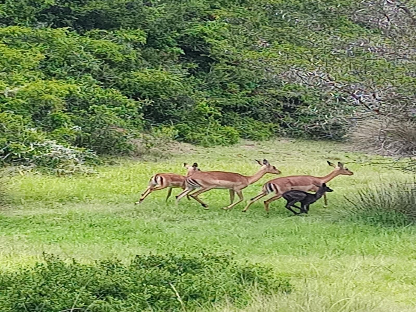 Coombs View Reserve Grahamstown Eastern Cape South Africa Deer, Mammal, Animal, Herbivore