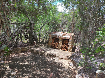 Coombs View Reserve Grahamstown Eastern Cape South Africa Forest, Nature, Plant, Tree, Wood, Ruin, Architecture