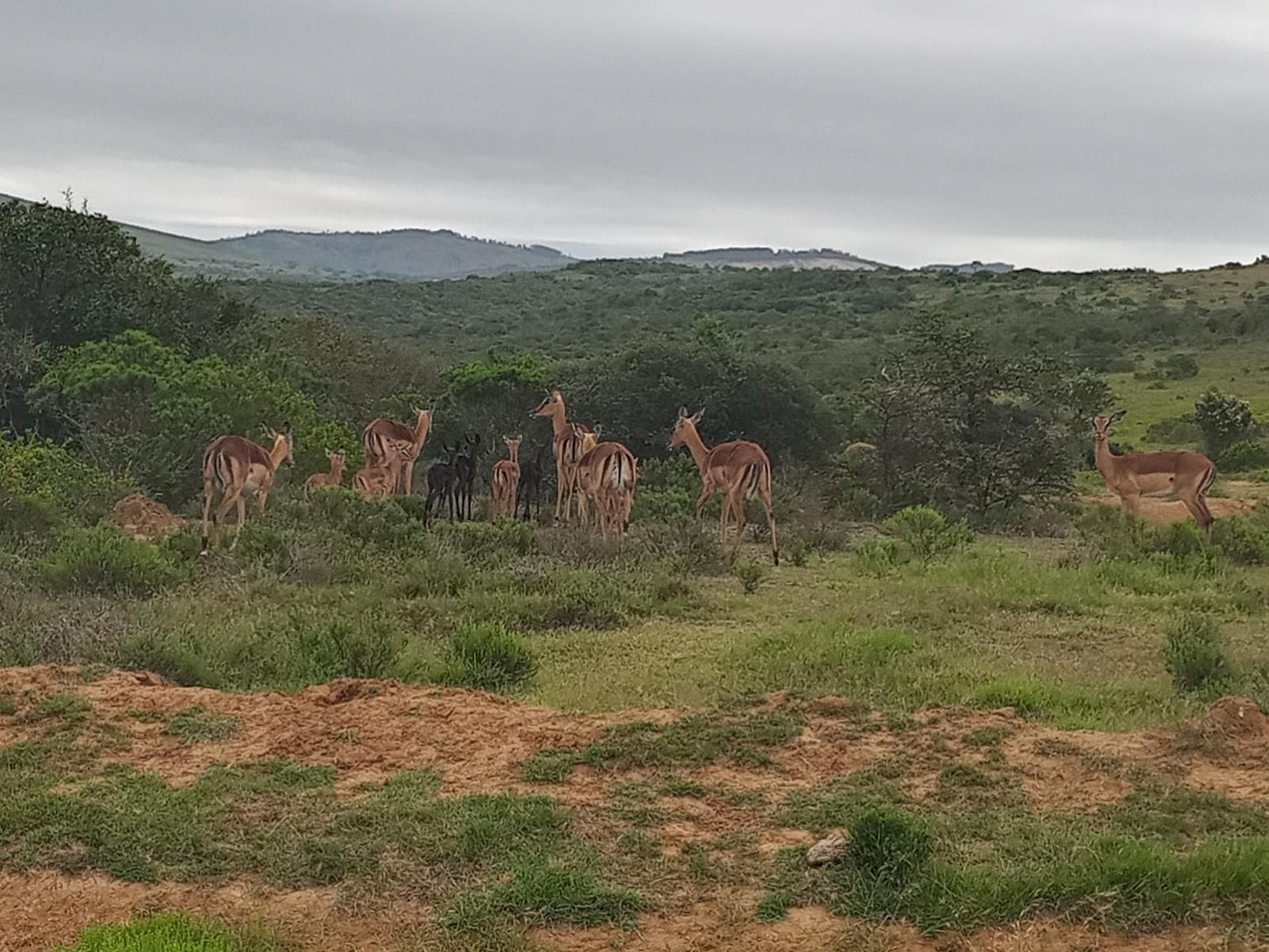 Coombs View Reserve Grahamstown Eastern Cape South Africa Giraffe, Mammal, Animal, Herbivore