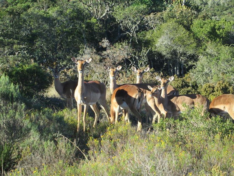 Coombs Camp Grahamstown Eastern Cape South Africa Animal