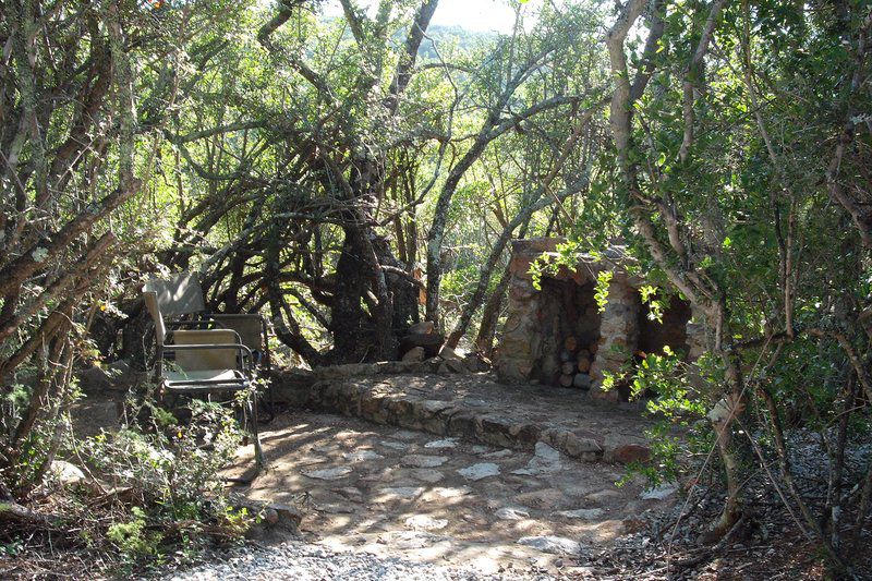 Coombs Camp Grahamstown Eastern Cape South Africa Forest, Nature, Plant, Tree, Wood, Ruin, Architecture