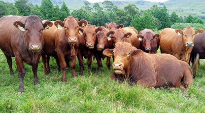 Copperleigh Trout Cabin Dargle Howick Kwazulu Natal South Africa Cow, Mammal, Animal, Agriculture, Farm Animal, Herbivore