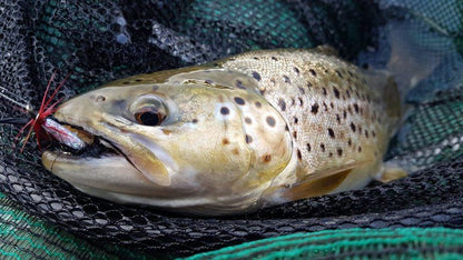 Copperleigh Trout Cabin Dargle Howick Kwazulu Natal South Africa Fish, Marine Animal, Animal