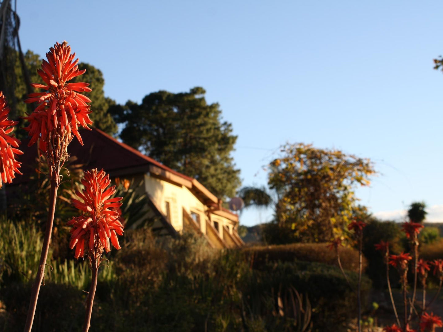 Copperwing Haenertsburg Limpopo Province South Africa Complementary Colors, Plant, Nature