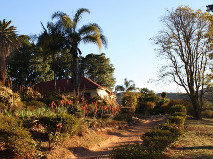 Copperwing Haenertsburg Limpopo Province South Africa Complementary Colors, Palm Tree, Plant, Nature, Wood