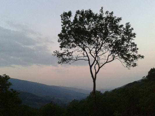 Coral Tree Campsite Magoebaskloof Limpopo Province South Africa Forest, Nature, Plant, Tree, Wood, Highland