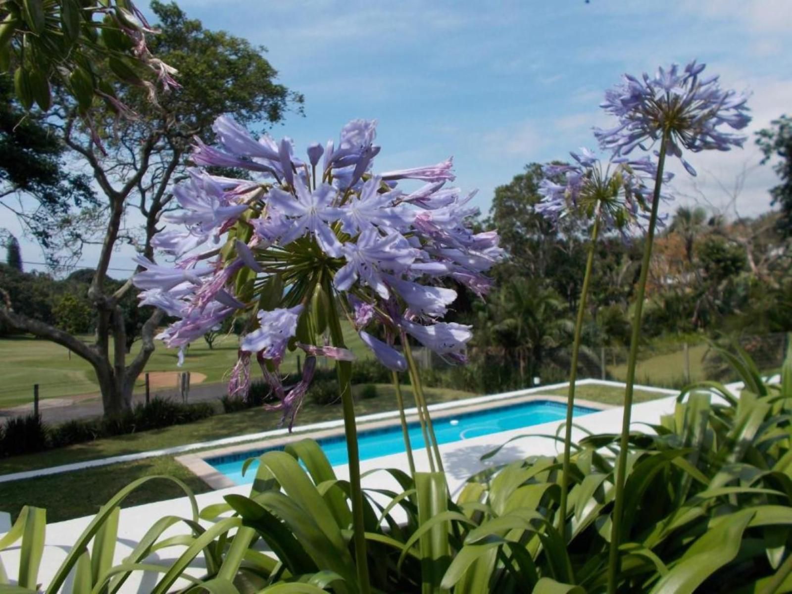 Coral Tree Colony Bed And Breakfast Southbroom Kwazulu Natal South Africa Complementary Colors, Palm Tree, Plant, Nature, Wood, Garden, Swimming Pool