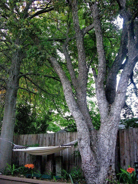 Cork Tree Cottage Morningside Ct Somerset West Western Cape South Africa Plant, Nature, Tree, Wood